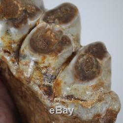 Miocène SUPERBE dent de GOMPHOTHERIUM 17CM No Faluns de Touraine GERS FRANCE